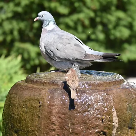 Phoenix Kolobrzeg